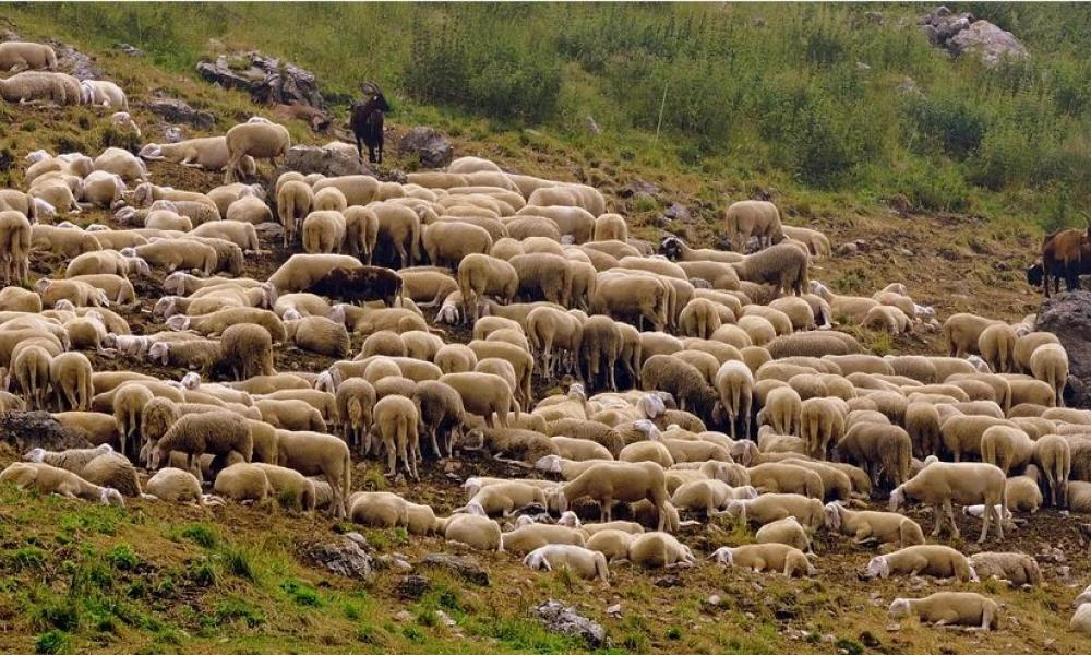 Ευλογιά αιγοπροβάτων: 30 νέες εστίες την τελευταία εβδομάδα